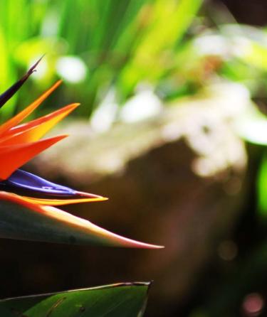 Bird of paradise flower