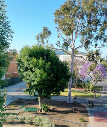 Campus Green Area