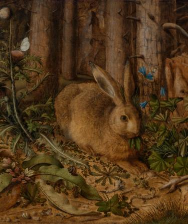 A Hare in the Forest