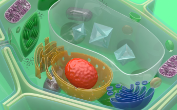 Plant cells and its organelles