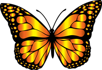 Butterfly Picture 